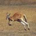 Känguru-Angriff auf australische Joggerin