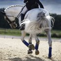 Schwules Paar tritt gemeinsam in Mannschaftsdressur bei Olympia an