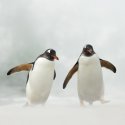 Schwules Pinguin-Paar Sphen und Magic