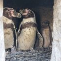 Schwules Pinguin-Paar aus englischem Zoo adoptiert ein Baby