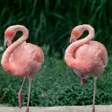 Schwules Flamingo-Paar in englischem Zoo adoptiert ein Küken