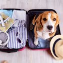 Haustier & Urlaub