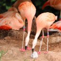 Schwule Flamingos