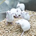 Sensation in der Wissenschaft?