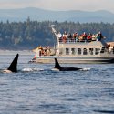 Schwules Whale-Watching