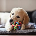 Shitstorms wegen Hundespielzeug 