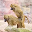 Ursprung der Homosexualität