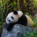 Schwule Pandabären
