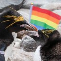 Homosexualität bei Tieren
