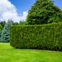 Mehr Privatsphäre im Garten: Warum Heckenpflanzen eine natürliche Lösung sind // © Bespalyi