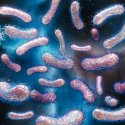 Shigella-Infektionen in England