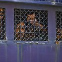 Willkür in Bangladesch 