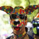 Puppy mit bunter Maske (Symbolbild) // © JanaShea