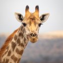 Keine schwulen Giraffen? 
