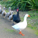 Tierische Vogelliebe 