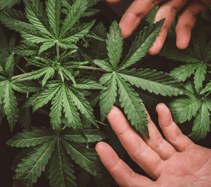 Cannabis // © Dmitry_Tishchenko