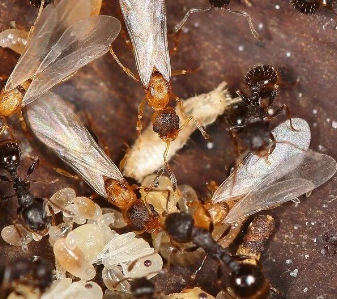 Ameisen setzen auf Jungfernzeugung: Nur Königinnen